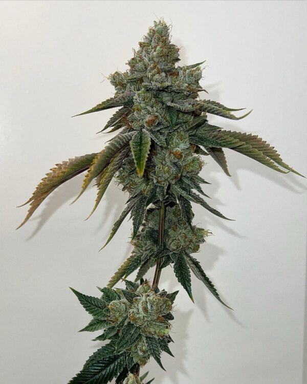 Barney's Farm - Strawberry Lemonade - 3 Fem Pack + Freebies