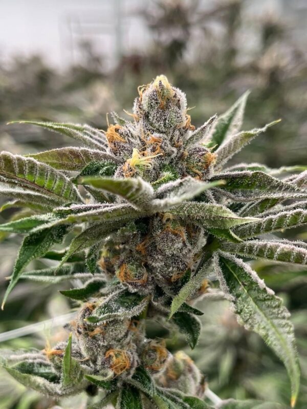 Barney's Farm - Watermelon Zkittlez - 3 Fem Pack + Freebies
