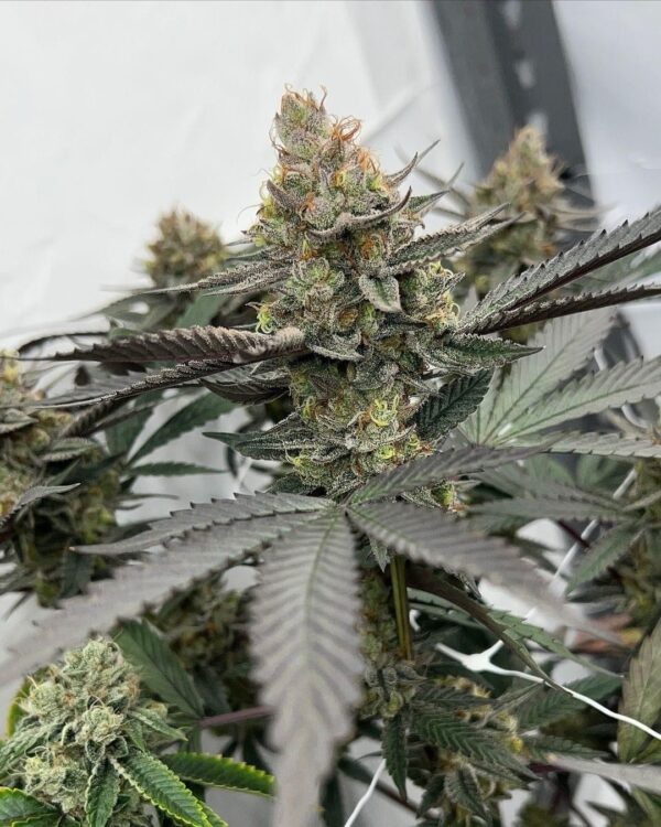 Barney's Farm - Sour Strawberry - 3 Fem Pack + Freebies