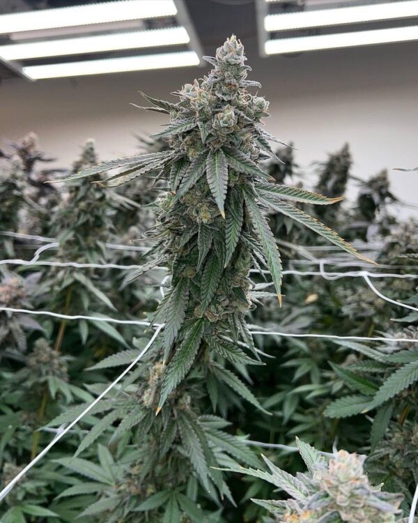 Jean O's - Blue Dog F4 Auto Fem