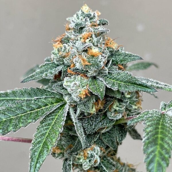 Jean O's - Strawburried Kush RBX1 Auto Fem