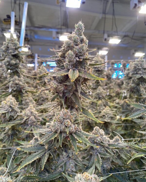 Jean O's - Strawburried Kush RBX1 Auto Fem