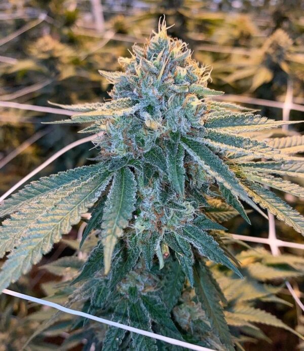 Jean O's -Blue Dog S1 (Chemdoggin Pheno) Auto Fem