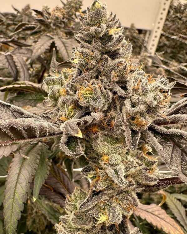 Jean O's - Double Bubble Blueberry Trouble F2 Auto Fem