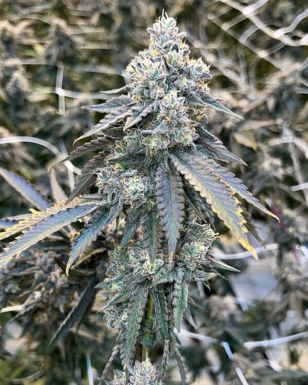 Cherry Pie Kush Breath 4 cut F2 ~ BOGO