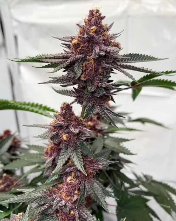 Super Strawberry OG - Image 3