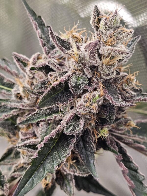 Compound Genetics - Puffinz + 1 Stay Puft