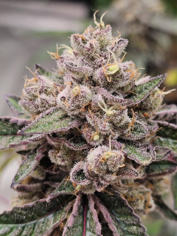 Compound Genetics - Candy Bezel + 1 Stay Puft