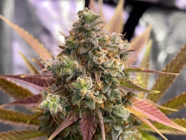 Compound Genetics - Strawberry Skrilla - 3 Pck + Freebies