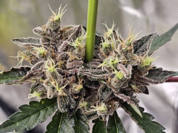 Compound Genetics - Glue 31 + 1 Stay Puft