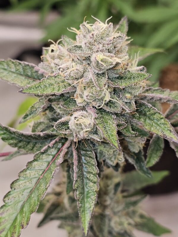 Compound Genetics - OC Oranges + 1 Stay Puft