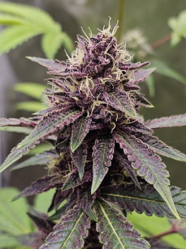 Sharky's Top Shelf Genetics - BOG Bogglegum x BOG Sour Bubble