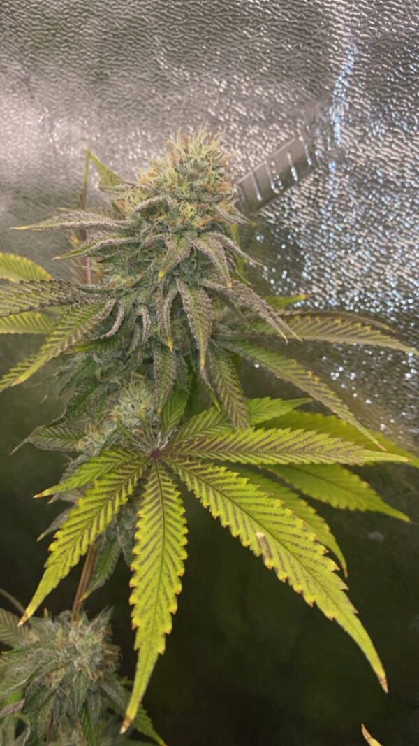 Jelly Pie S1 (Feminized)
