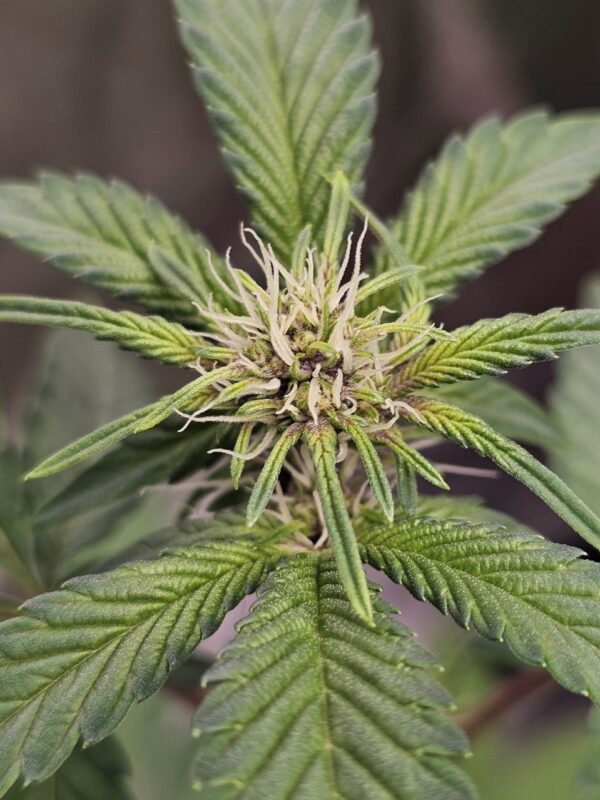 Sugar Cane S1 ~ Platinum x Slurricane