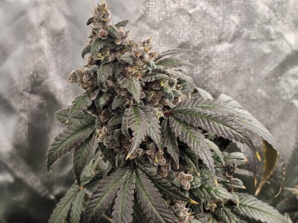 Barney's Farm - Sour Strawberry - 3 Fem Pack + Freebies