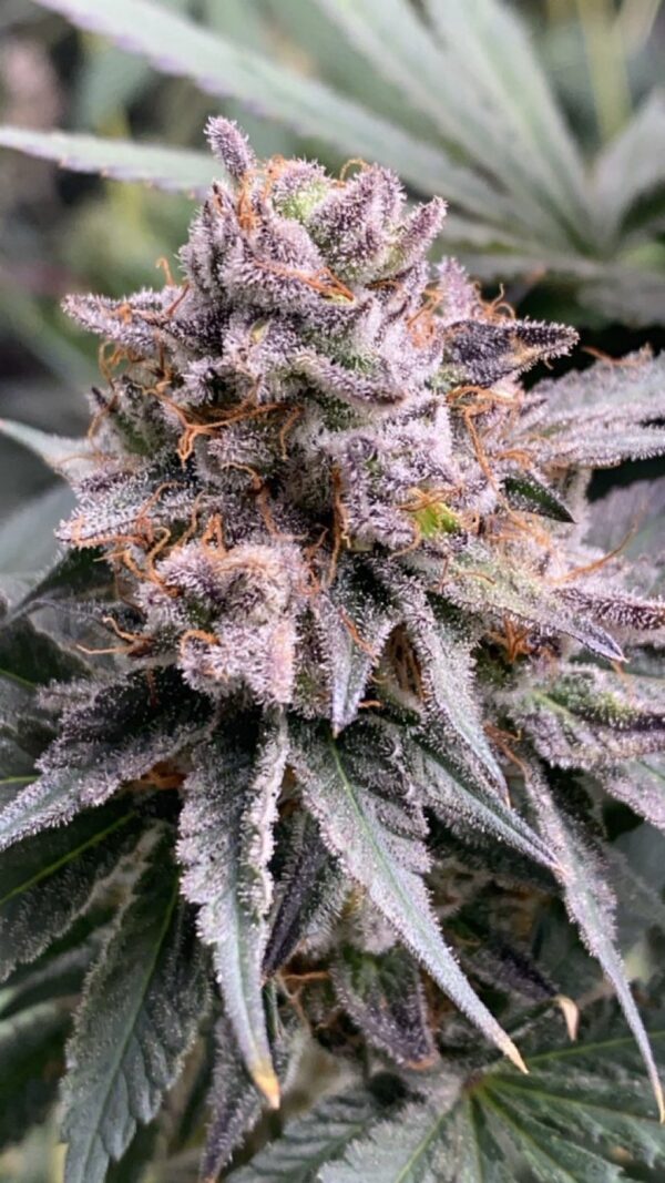 Barney's Farm - Sour Strawberry - 3 Fem Pack + Freebies