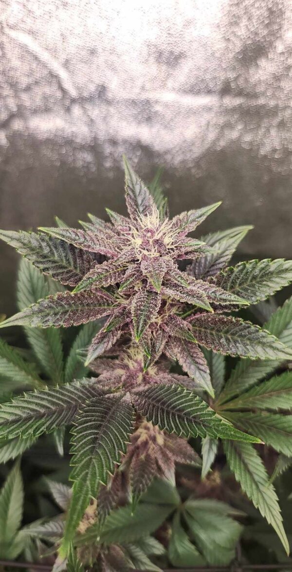 Cheese F2