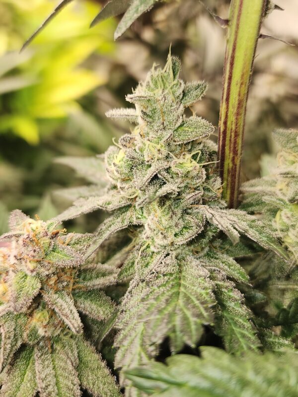Colombian Gold (Frosty Pheno)