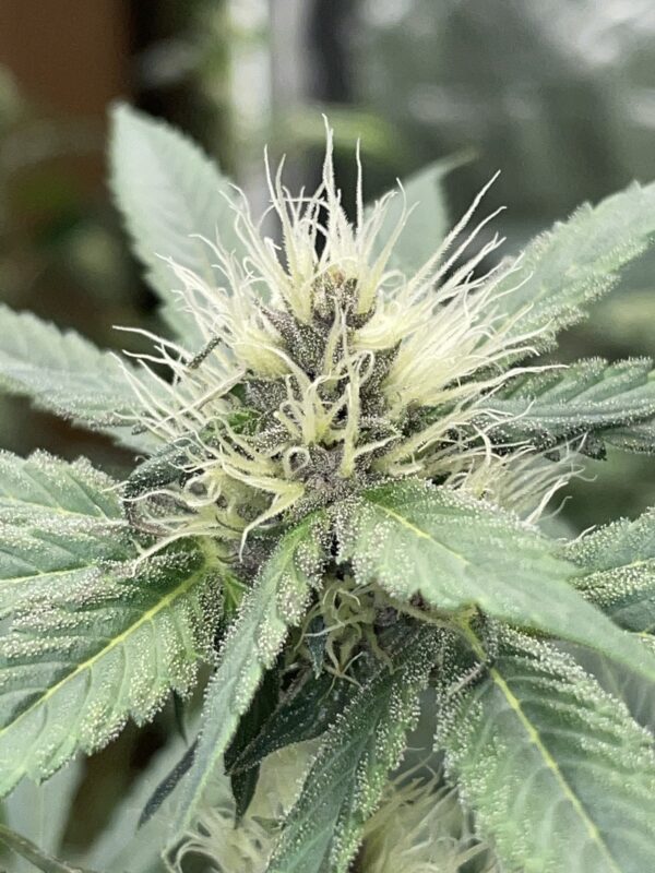 Mexican Heirloom (Open Pollen)