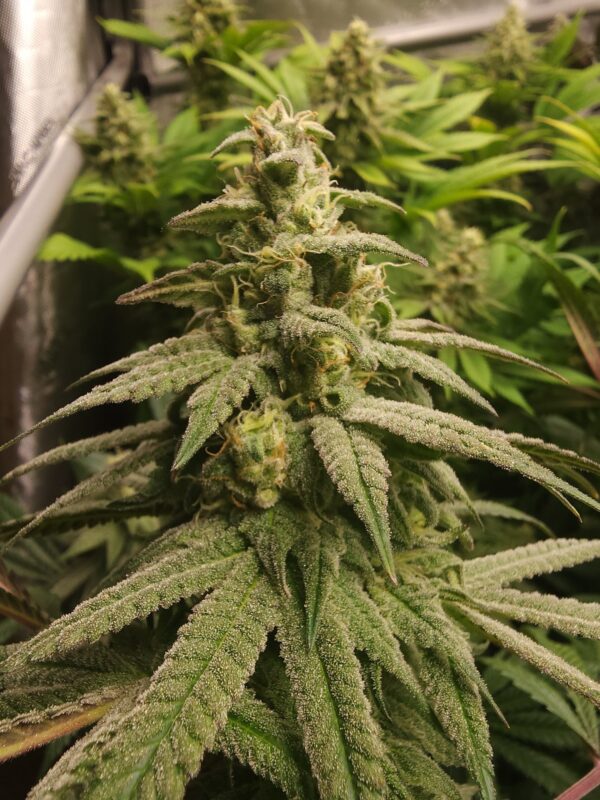 Gorilla Glue 4 BX3