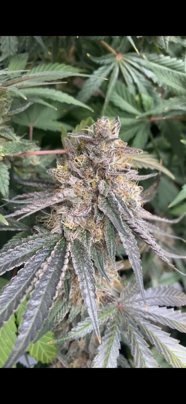 Jack Herer F2